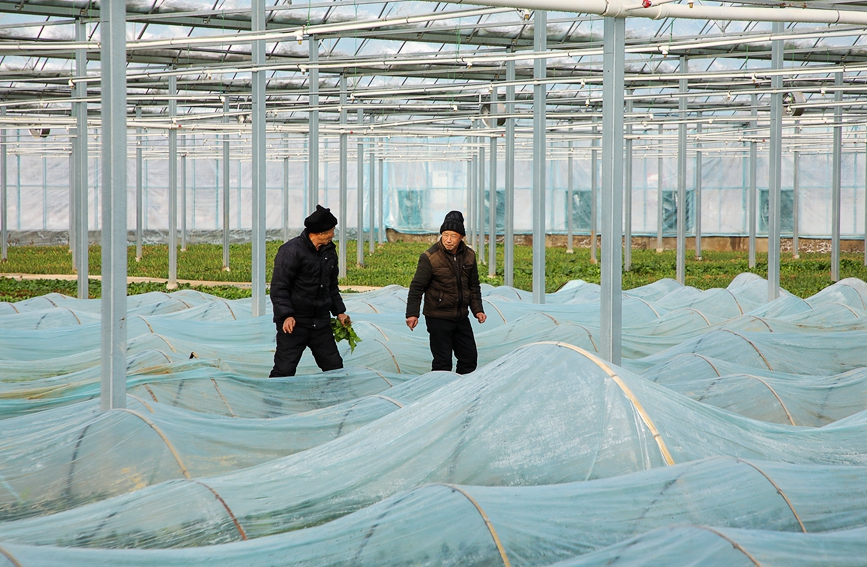 河南省安阳市汤阴县向阳庄村大鹏内农户忙碌着。麻翛然摄 
