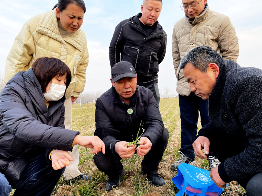 台前县吴坝镇高标准农田里，县农业科技人员在查看当前麦苗长势，现场“把脉问诊”。王为峰摄