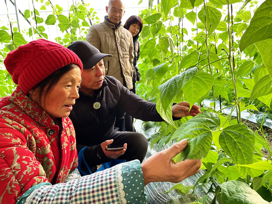 县农业技术人员“手把手”为种植户讲解豆角种植管理和病虫害防治知识。王为峰摄