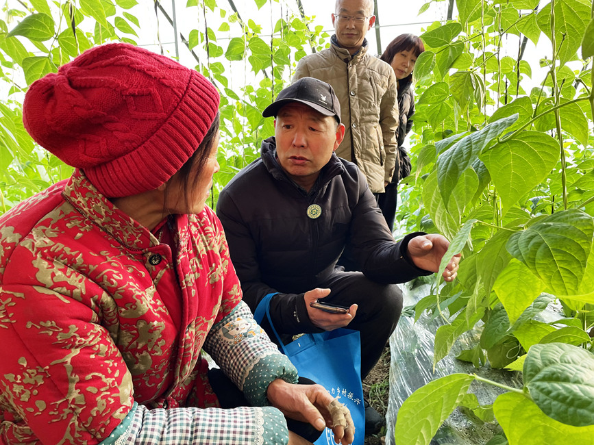 县农业技术人员在“手把手”为种植户讲解豆角种植管理和病虫害防治知识。王为峰摄