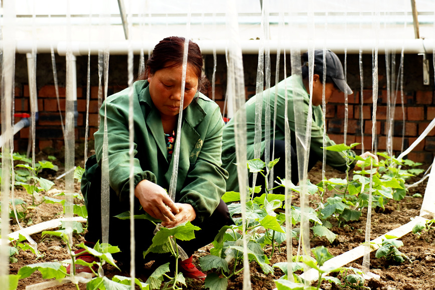 2月7日，農戶在為黃瓜植株進行吊蔓。寶豐縣委宣傳部供圖
