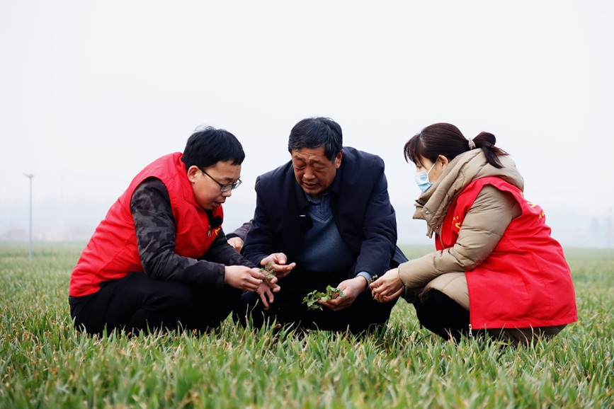 2月7日，农技人员认真查看小麦长势。宝丰县委宣传部供图