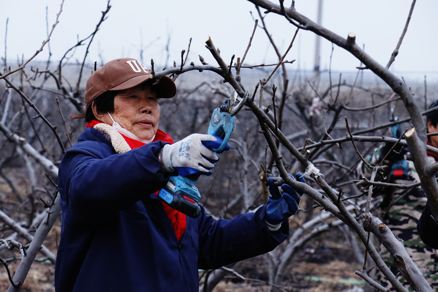 寶豐縣勤勞的梨農們正忙著給梨樹剪枝、修枝。寶豐縣委宣傳部供圖。