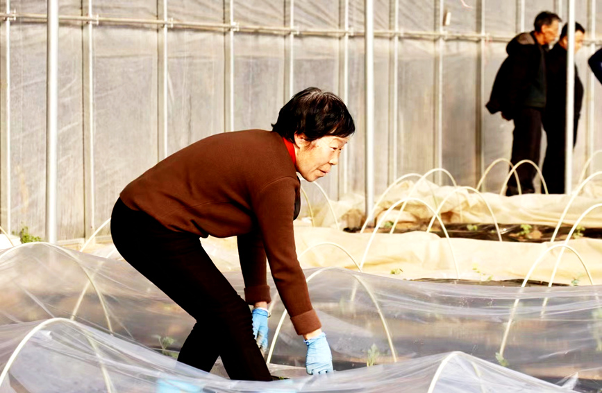 宝丰前营乡袁庄村的果蔬基地里，村民们正忙着栽种瓜苗。柳真真摄