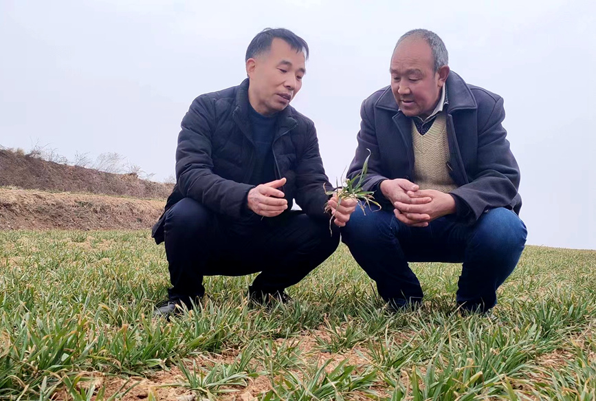 了解小麦生长情况。李佩芳摄