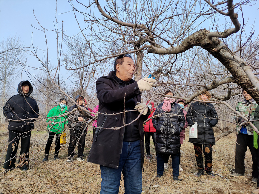 专家给果农讲解果树修剪技术。昝运峡摄