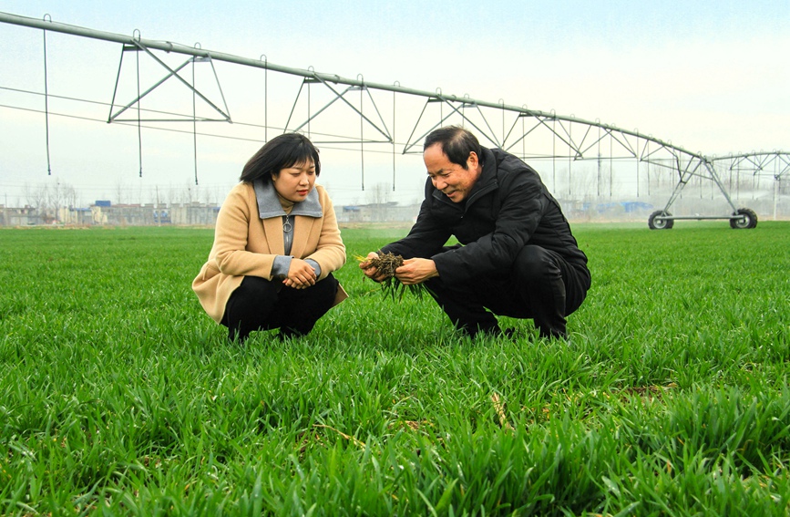 当地农业技术专家（右）察看小麦长势，并指导对小麦灌溉、管护等工作。高嵩摄