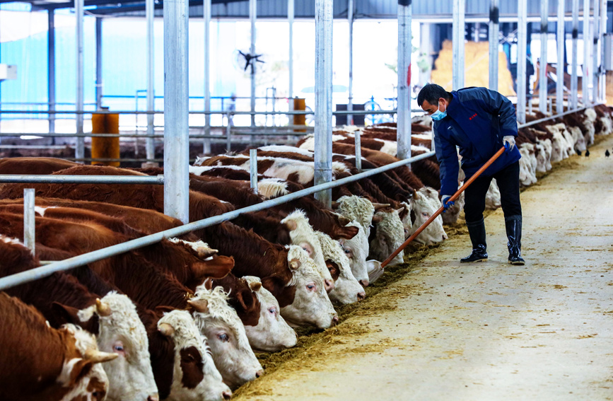 饲养员在西门塔尔品种肉牛养殖基地里给牛喂草料。谢万柏摄