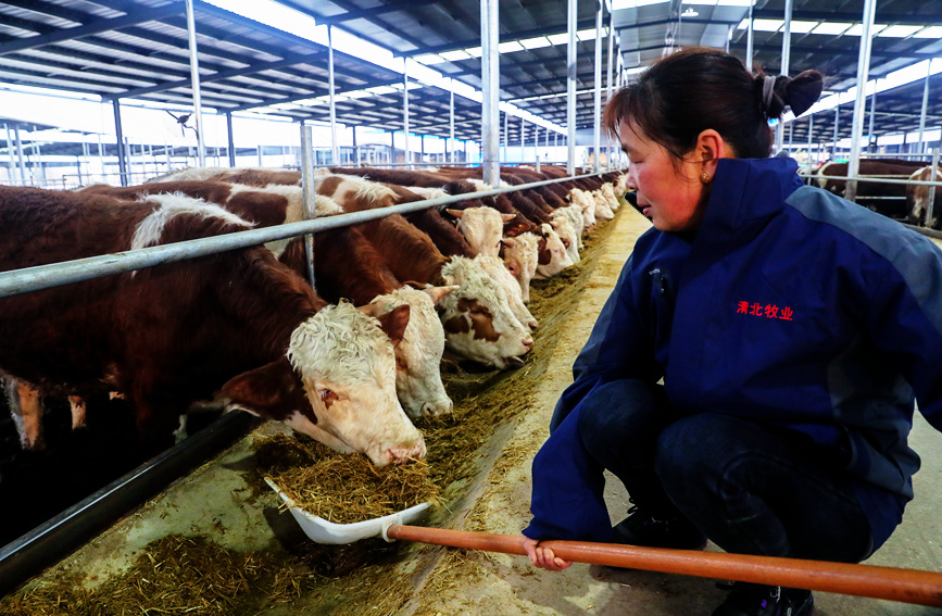 飼養員在西門塔爾品種肉牛養殖基地裡給牛喂草料。謝萬柏攝