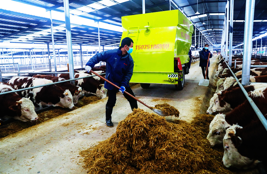 饲养员在西门塔尔品种肉牛养殖基地里给牛喂草料。谢万柏摄