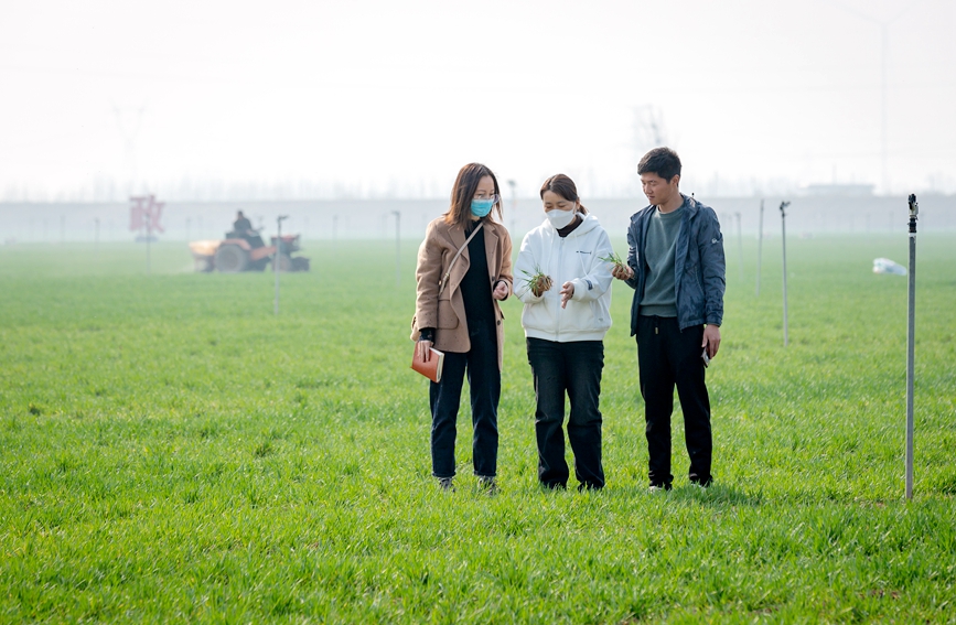 安阳县高标准农田示范区内，县农业技术推广人员来艳珍（中）在察看小麦苗情和田间墒情。王建安摄