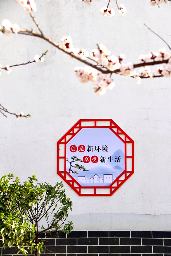 杏花绽放枝头。朱书君摄
