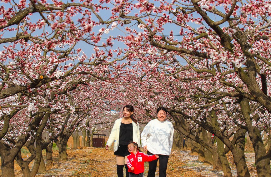 游客在杏花区乐享美景。高嵩摄
