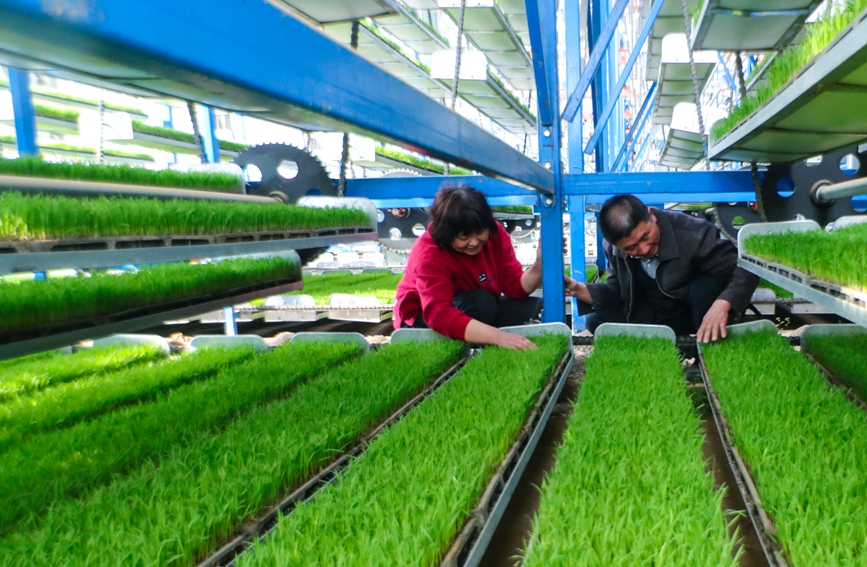 河南省光山县农民在全自动智能化育秧工厂对再生水稻秧苗进行管护。谢万柏摄