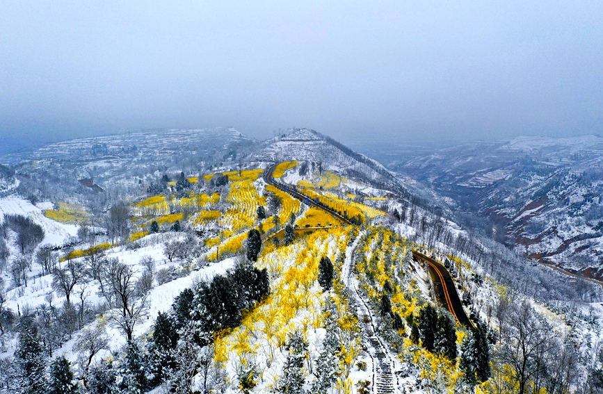 雪后初霁，河南省三门峡市卢氏县多个万亩连翘基地呈现出“银装素裹映金山”美丽景象。聂金锋摄