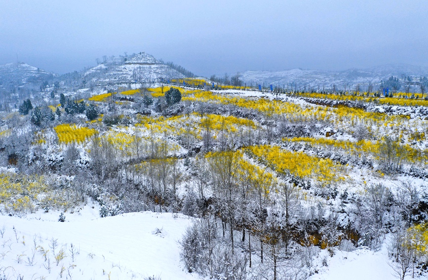 雪后初霁，河南省三门峡市卢氏县多个万亩连翘基地呈现出“银装素裹映金山”美丽景象。聂金锋摄