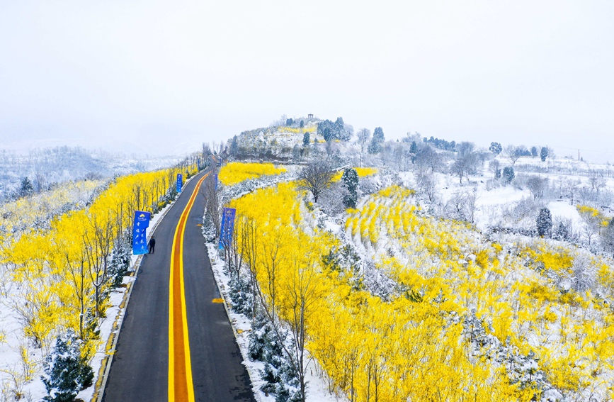 雪后初霁，河南省三门峡市卢氏县多个万亩连翘基地呈现出“银装素裹映金山”美丽景象。聂金锋摄