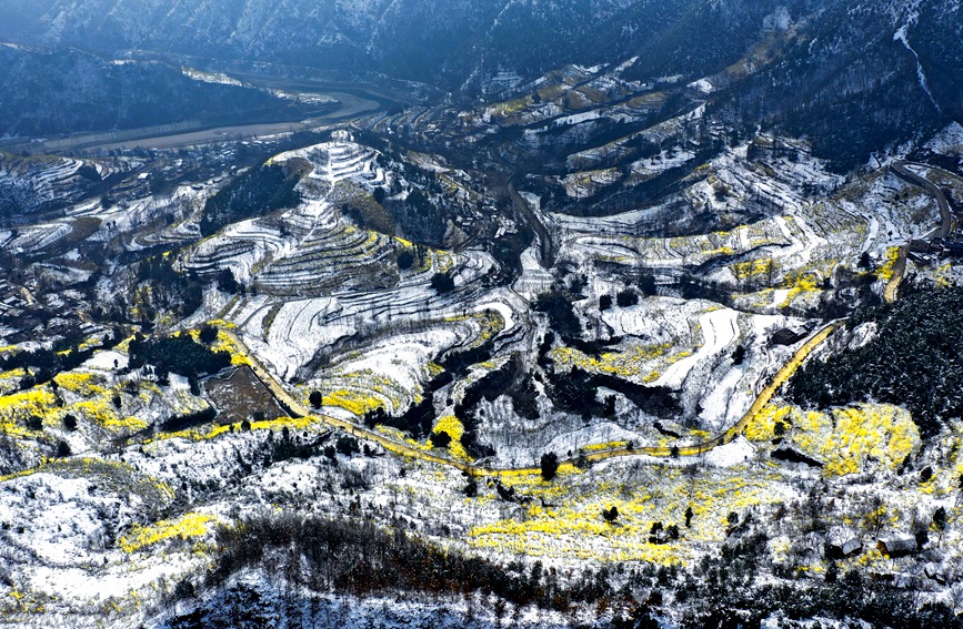 雪后初霁，河南省三门峡市卢氏县多个万亩连翘基地呈现出“银装素裹映金山”美丽景象。聂金锋摄