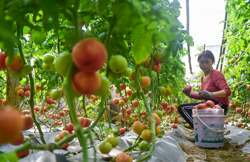 无公害蔬菜种植基地日光温棚内，农户正在采摘装箱西红柿。 黄政伟摄
