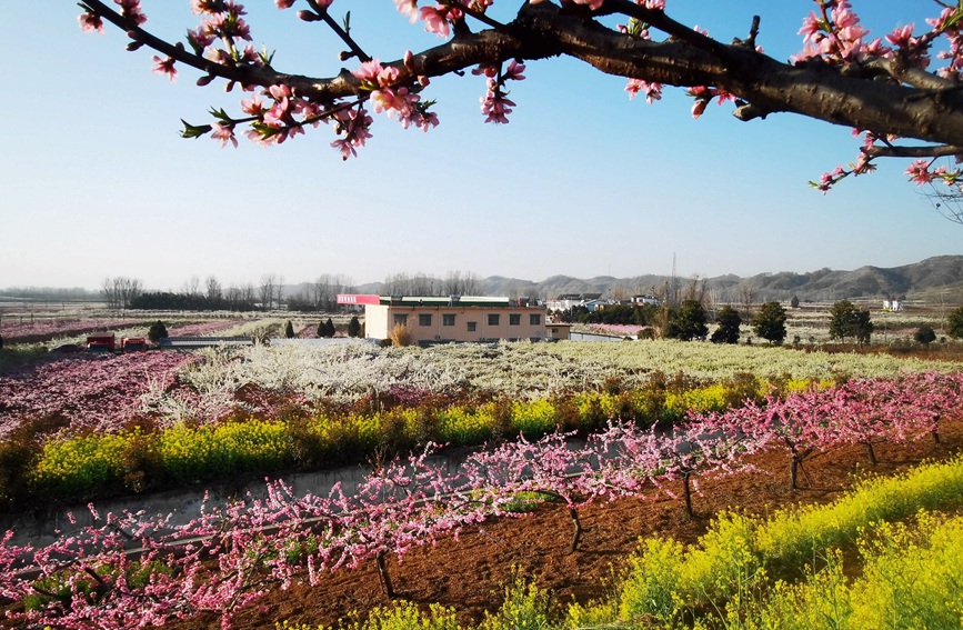 桃花開，風景如畫。曹萬琪攝