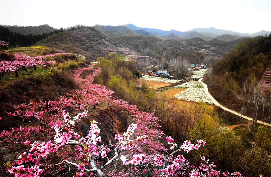 桃花開，風景如畫。曹萬琪攝