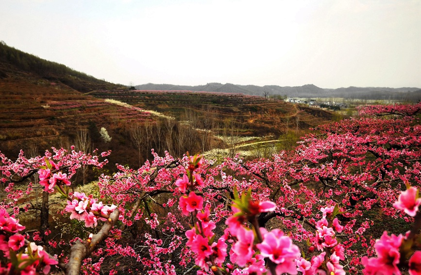桃花開，風景如畫。曹萬琪攝