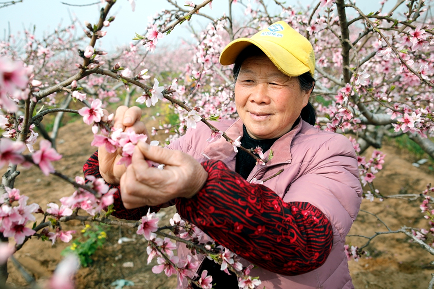 开封市尉氏县门楼任乡沙沃村村民在千亩桃花园里劳作。李新义摄