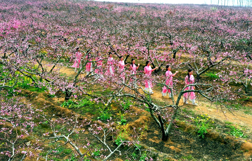游客们在开封市尉氏县门楼任乡沙沃村千亩桃花园游玩、拍照。 李新义摄