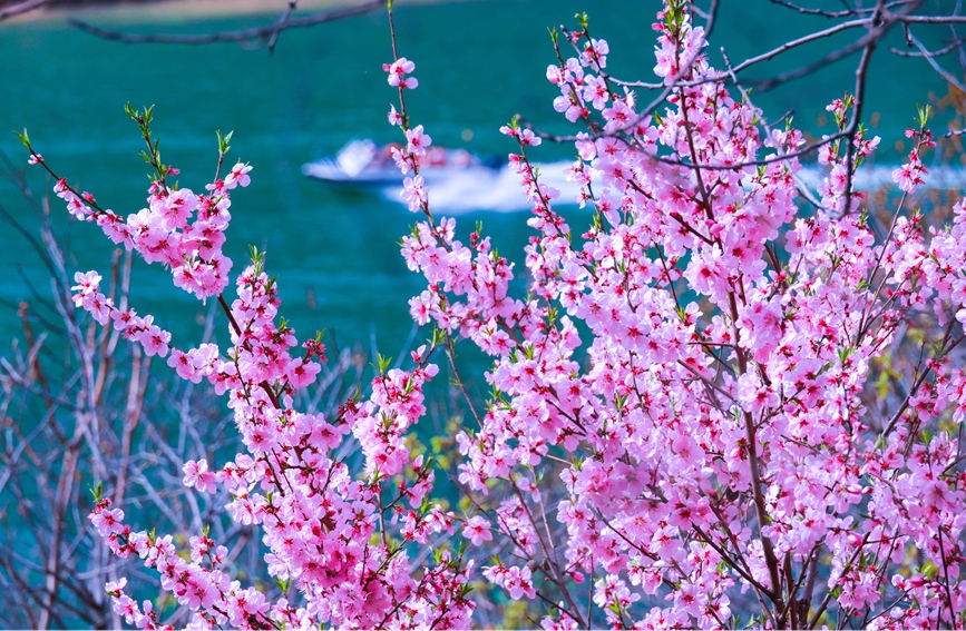 百花盛开春意浓。郭浩杉摄