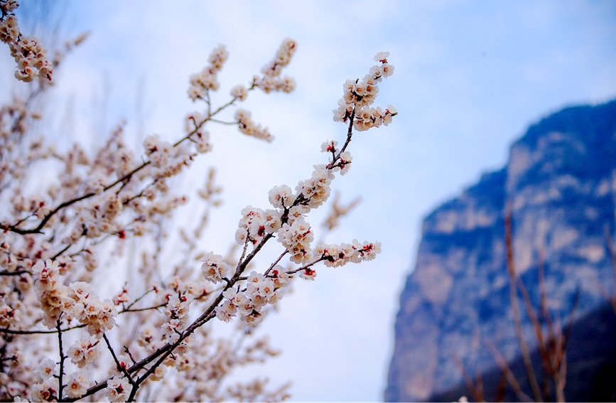 百花盛开春意浓。郭浩杉摄