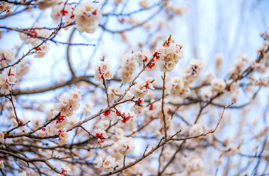 百花盛开春意浓。郭浩杉摄