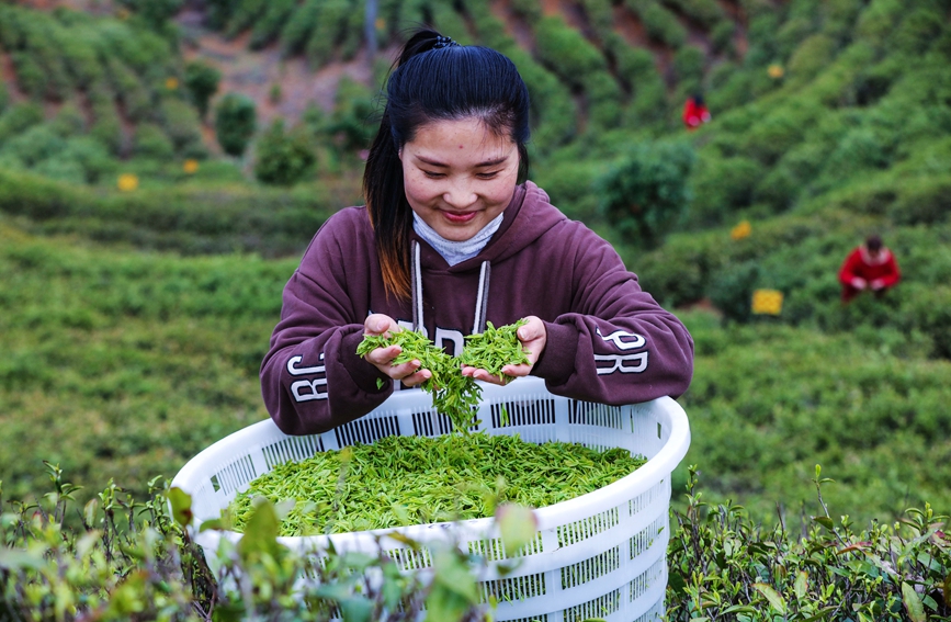 茶叶丰收，笑开颜。谢万柏摄