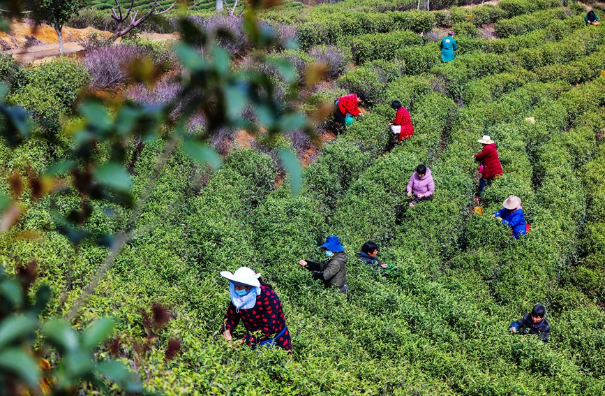 光山县大尖山茶叶种植基地茶农正在抢抓农时采摘毛尖春茶。谢万柏摄