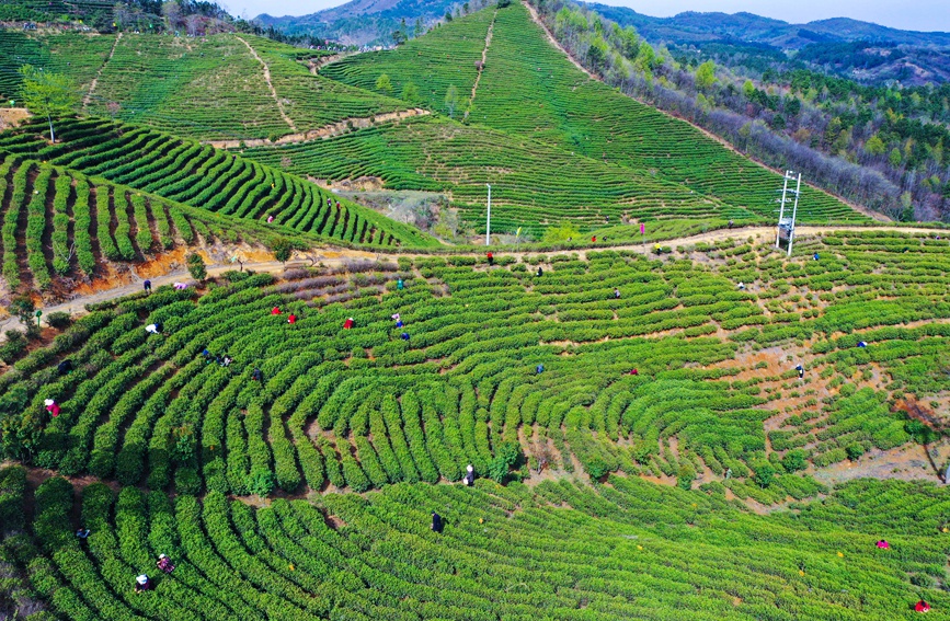 光山县大尖山茶叶种植基地茶农正在抢抓农时采摘毛尖春茶。谢万柏摄