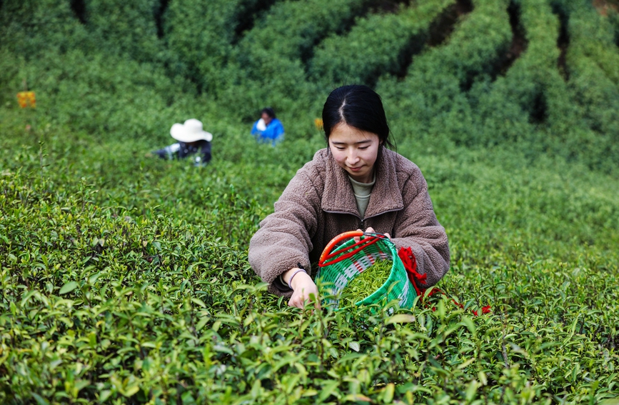光山县大尖山茶叶种植基地茶农正在抢抓农时采摘毛尖春茶。谢万柏摄