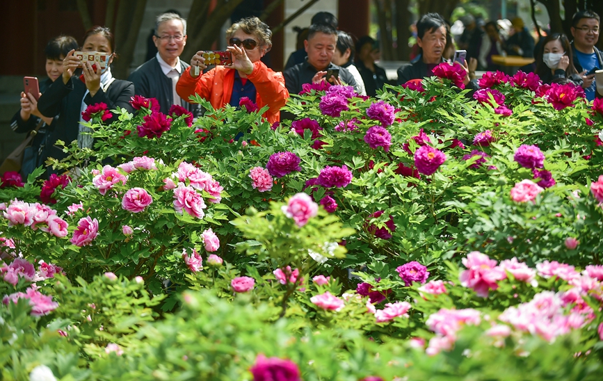 众多游客在河南省洛阳市王城公园欣赏盛开的牡丹花。 黄政伟摄 