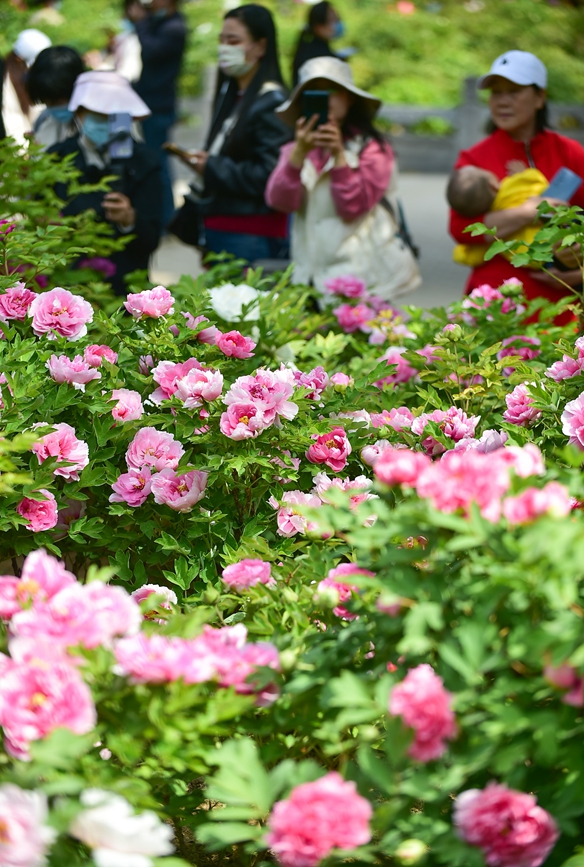 众多游客在河南省洛阳市王城公园欣赏盛开的牡丹花。 黄政伟摄