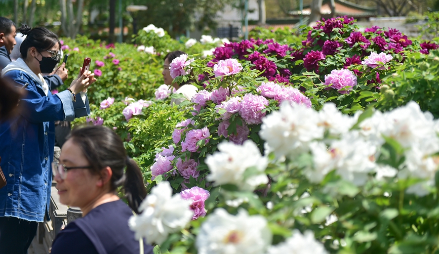 众多游客在河南省洛阳市王城公园欣赏盛开的牡丹花。 黄政伟摄