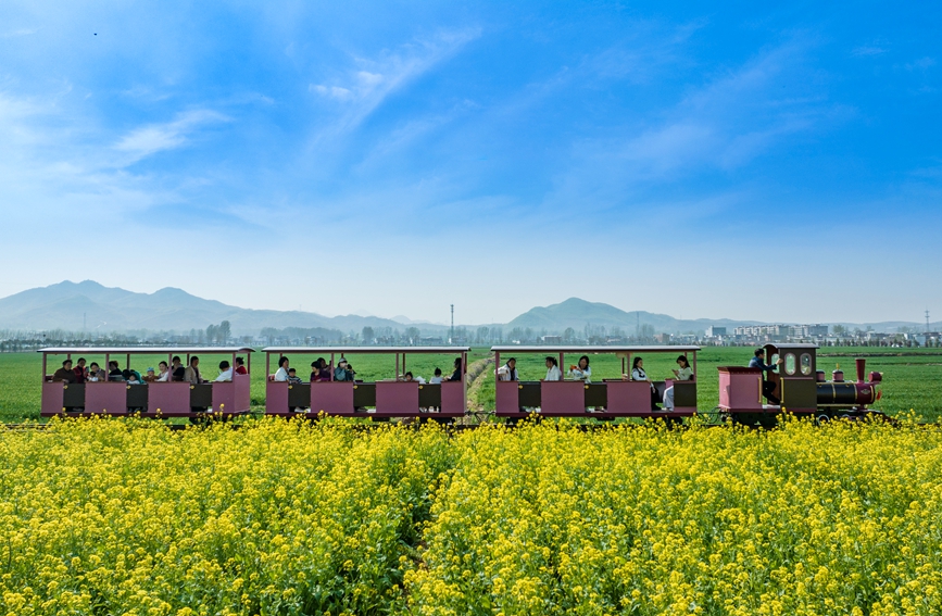 游客们坐着小火车，置身在金灿灿的油菜花海，尽情感受春天的气息。吴佳琪摄