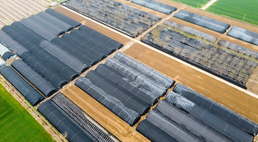 河南省洛阳市孟津区平乐镇象庄村羊肚菌种植基地（航拍图）。黄政伟摄