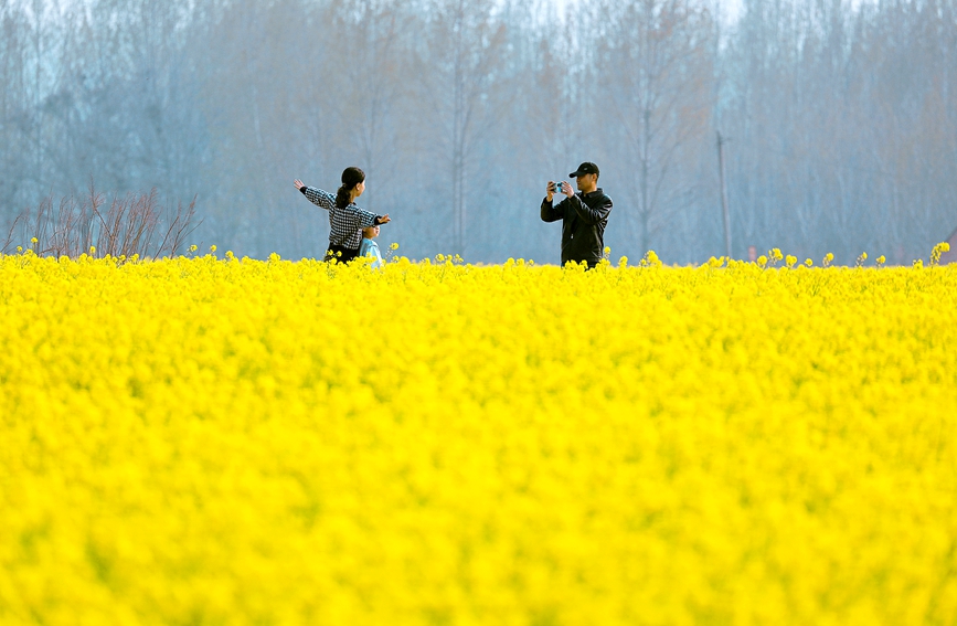 游客在油菜花田间拍照，享受春日美好时光。曲海庆摄