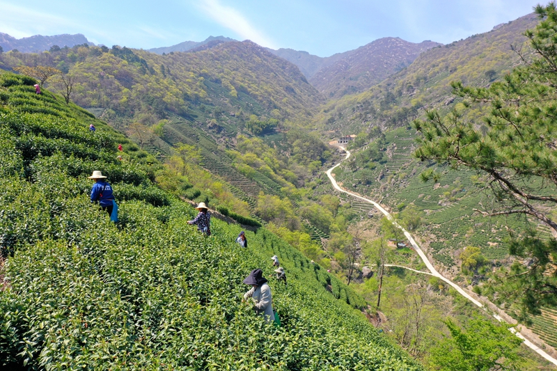春茶长势喜人，层层叠叠的茶梯美如画卷，漫山遍野的茶树随着山势绵延起伏。