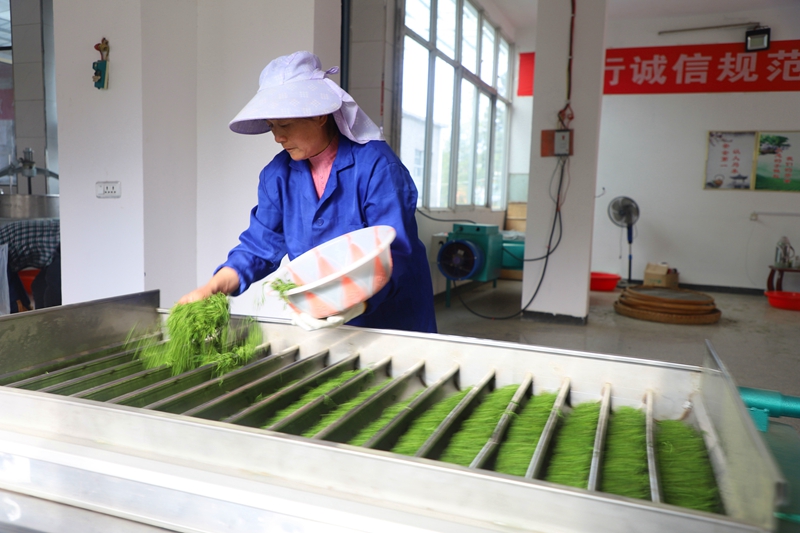 商城县苏仙石乡秦河村东奇山茶叶专业合作社制茶车间里，工人正在制茶。