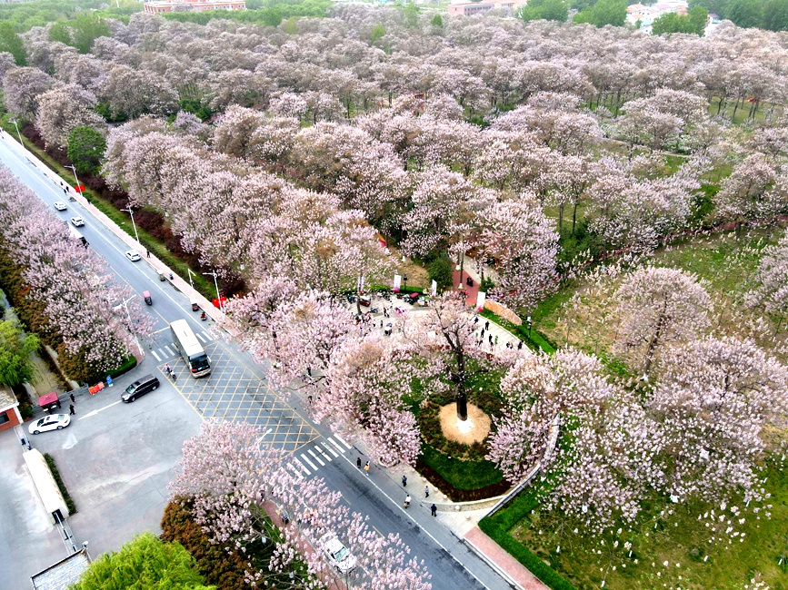 游客在兰考文化交流中心赏桐花。栗璋鹏摄