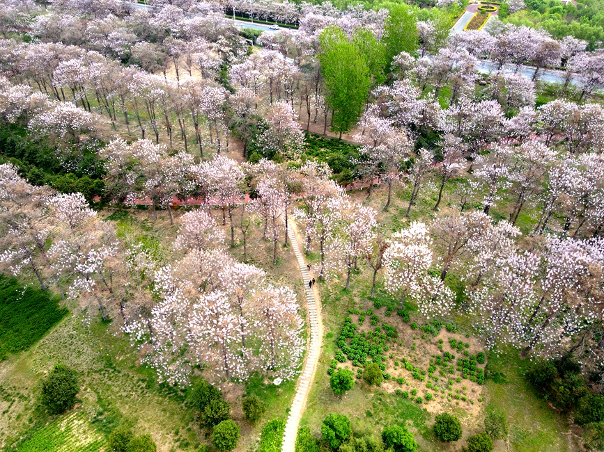 桐花飘香迎客来。栗璋鹏摄