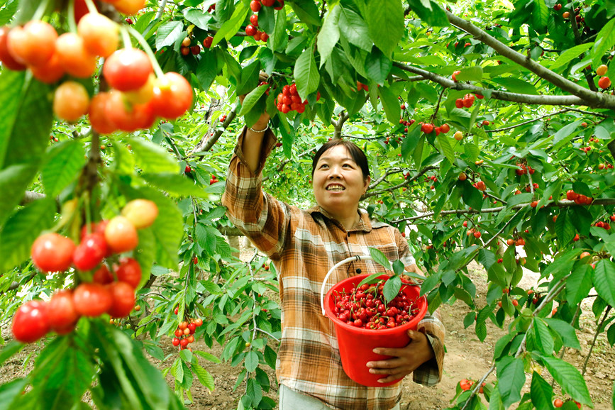 村民在河南省尉氏县十八里镇凡家村樱桃种植基地采摘樱桃。李新义摄