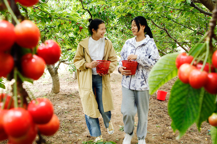 村民在河南省尉氏县十八里镇凡家村樱桃种植基地采摘樱桃。李新义摄 