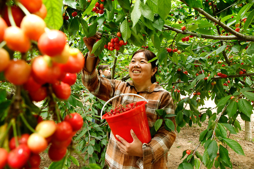 村民在河南省尉氏县十八里镇凡家村樱桃种植基地采摘樱桃。李新义摄