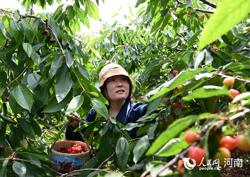 采摘鲜果。人民网记者 王玉兴摄