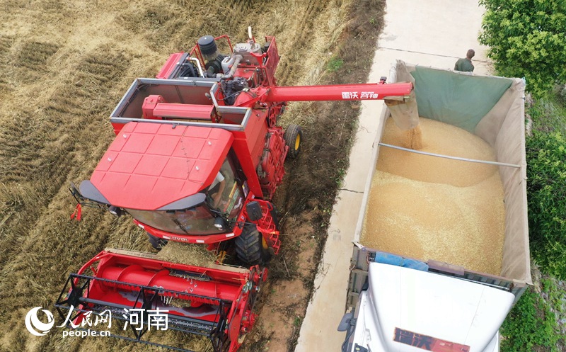漯河市郾城区积极组织小麦种植大户、农户争分夺秒抢收小麦。人民网记者慎志远 摄